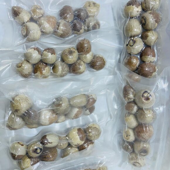 Discover the inherent depth of organic dried betel nuts Areca catechu which are hand picked and dried to maintain their freshness and integrity. These whole betel nuts provide adaptability  580x580