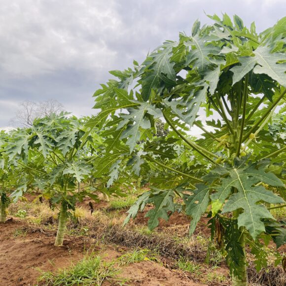 Organic Papaya Leaves Tea Te De Hojas De Papaya 40 Tea bags1 1 580x580